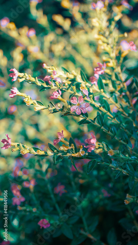 photo of artistic elfin herb flowers in the garden