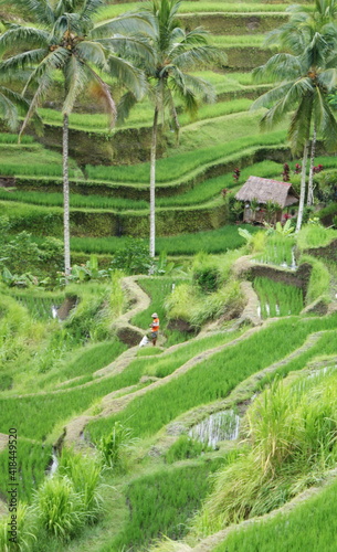 Rice Fields