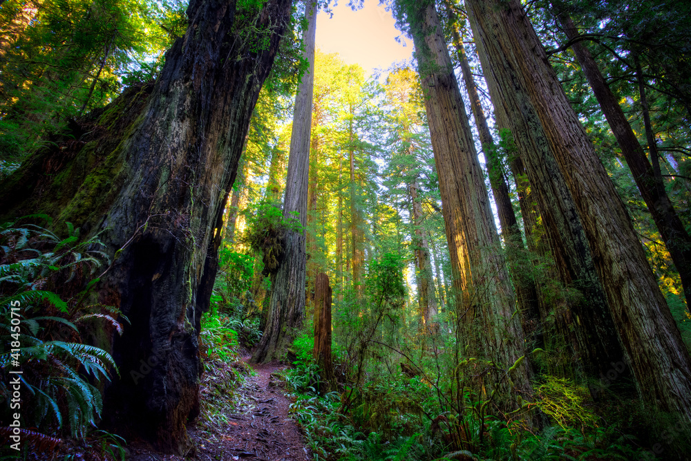 Fototapeta premium Looking up at the Redwoods, Redwoods National and State Parks, California