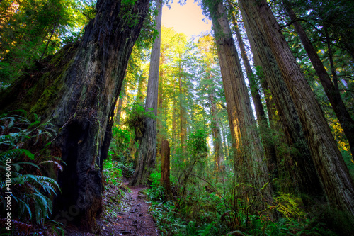 Looking up at the Redwoods, Redwoods National and State Parks, California