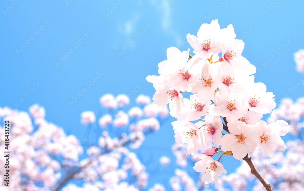 満開の桜と青空、クローズアップ