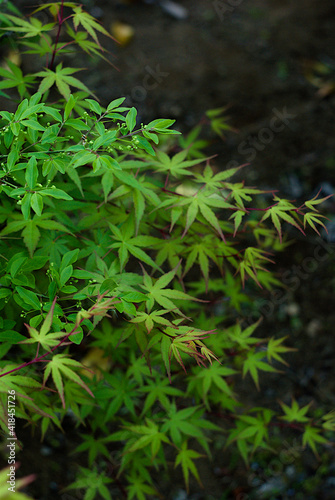 fern leaves in the forest