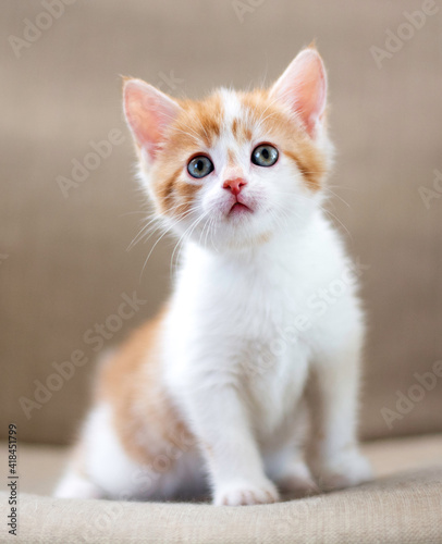 A red-haired cat with white color sits on a beige sofa and looks forward and up. Kitten portrait, cute fluffy kitten