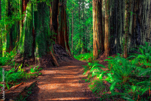 Path Through the Forest, Redwoods National and State Parks, California