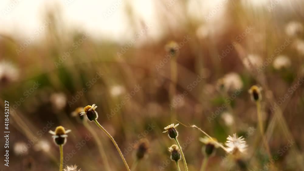 Close up grass flower waving against wind in beautiful sunset or sunrise, slow motion. Vintage autumn landscape natural background. Concept of nature, flowers, spring, autumn, landscape. Close up grass flower waving against wind in beautiful sunset or sunrise, slow motion. Vintage autumn landscape natural background. Concept of nature, flowers, spring, autumn, landscape.