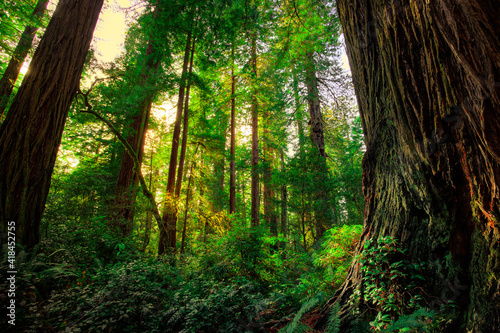 Fototapeta Naklejka Na Ścianę i Meble -  Sunrays through the Redwood Forest, Redwoods National and State Parks, California