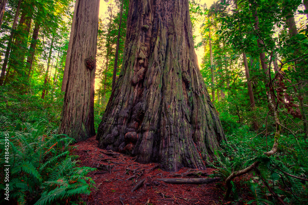 Sunrays through the Redwood Forest, Redwoods National and State Parks, California Sunrays through the Redwood Forest, Redwoods National and State Parks, California