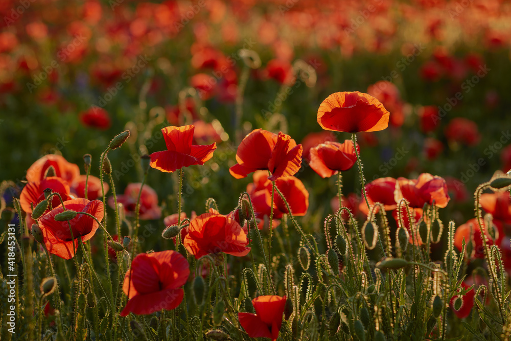 Naklejka premium red poppy field