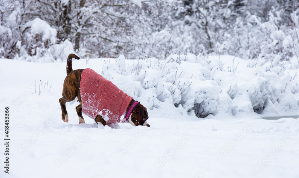 Adorable Boxer Dog playing in a snow covered frozen lake during winter time. Alta Lake, Whistler, British Columbia, Canada. Adorable Boxer Dog playing in a snow covered frozen lake during winter time. Alta Lake, Whistler, British Columbia, Canada.