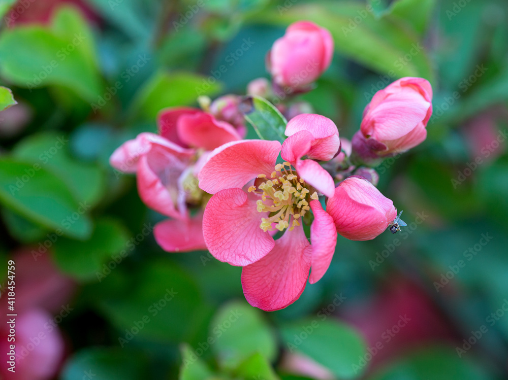 Cherry, Japan quince;Magone Holm, spring;flowering;garden;day;light;close-up; Cherry, Japan quince;Magone Holm, spring;flowering;garden;day;light;close-up;