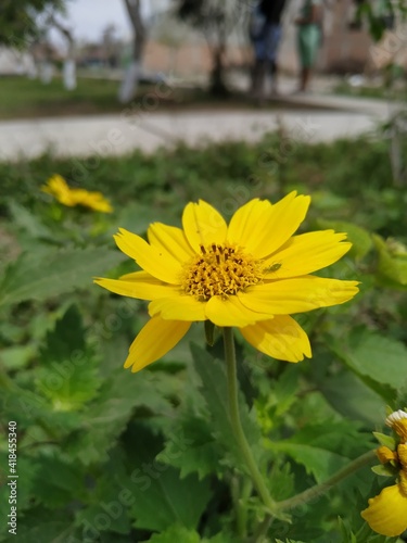 yellow flowers in the garden