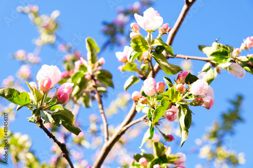 Blooming apple tree in spring time. © Екатерина Божко