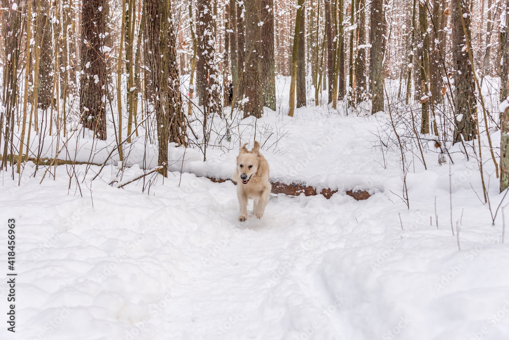 White Golden Retriever in Snow on a Winter Day