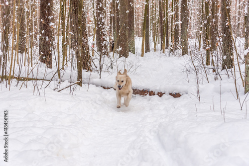 White Golden Retriever in Snow on a Winter Day © JonShore