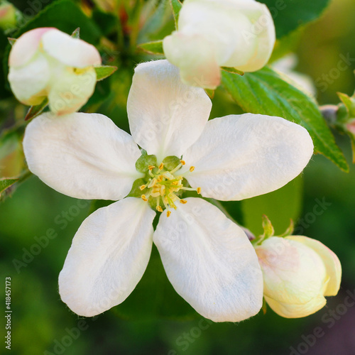 White flower of an apple tree close up. Snow-white petals  pistils  stamens  buds and leaves. Blooming fruit bush in May. Square beautiful illustration about the beginning of summer and warm season