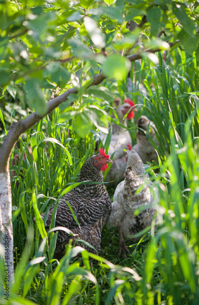 Rooster and Chickens. Free Range Cock and Hens Rooster and Chickens. Free Range Cock and Hens