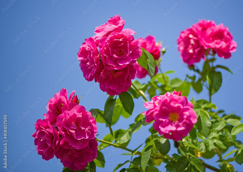 Beautiful climbing roses in spring in the garden Beautiful climbing roses in spring in the garden