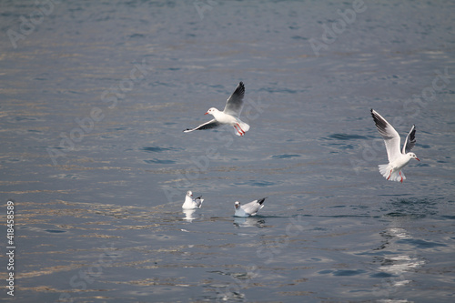 
seagulls wandering in the sea