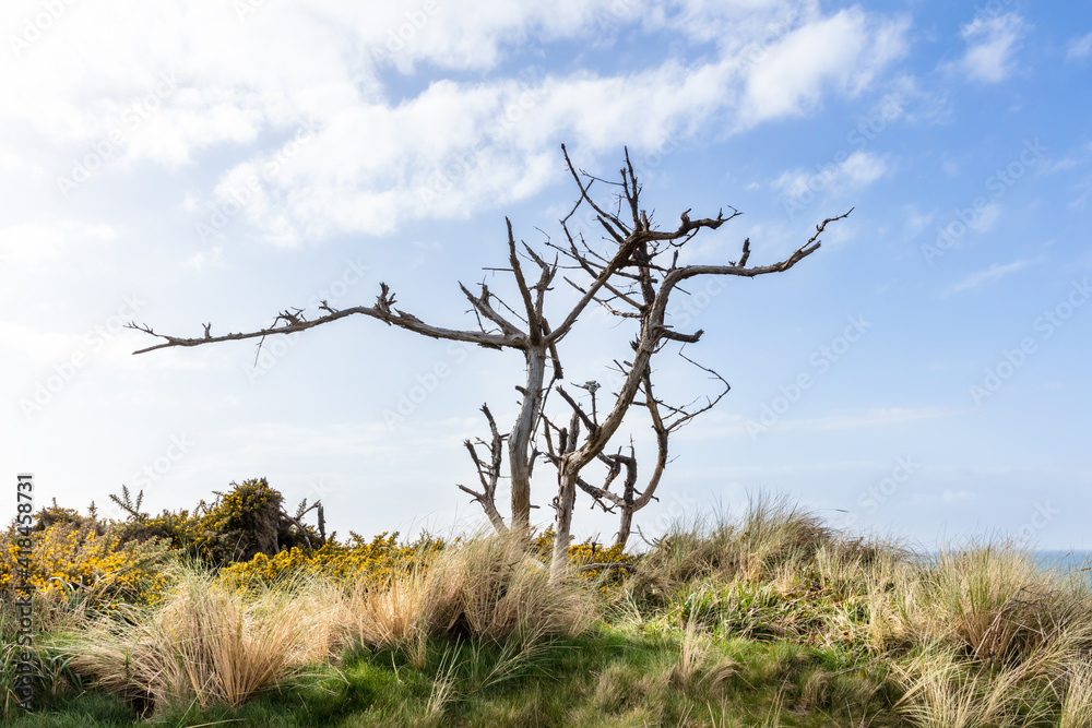 dead tree with interesting branches in a field of grass dead tree with interesting branches in a field of grass