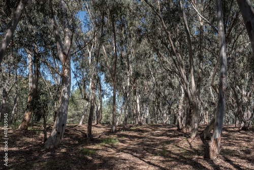 Eucalyptus forest near Eitan settlement in Northern Negev, Israel.