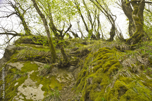 Arbores super petram overgrown cum musco et lichenas
