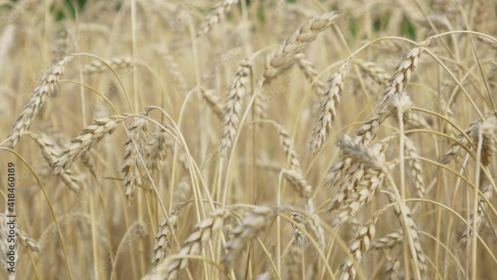 Ears of yellow Wheat on Farm Field. Growth nature harvest or natural product concept. Rural agriculture summer field. Growing plant or cultivate crop Ears of yellow Wheat on Farm Field. Growth nature harvest or natural product concept. Rural agriculture summer field. Growing plant or cultivate crop