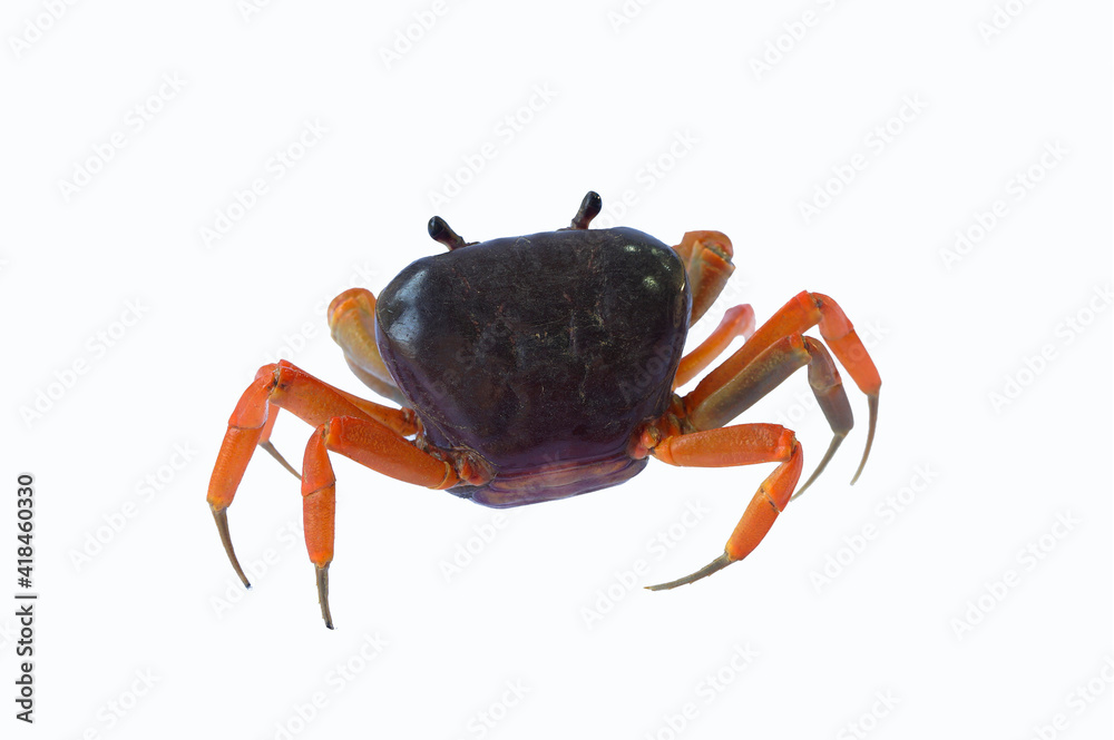 Fresh crab isolated on white background