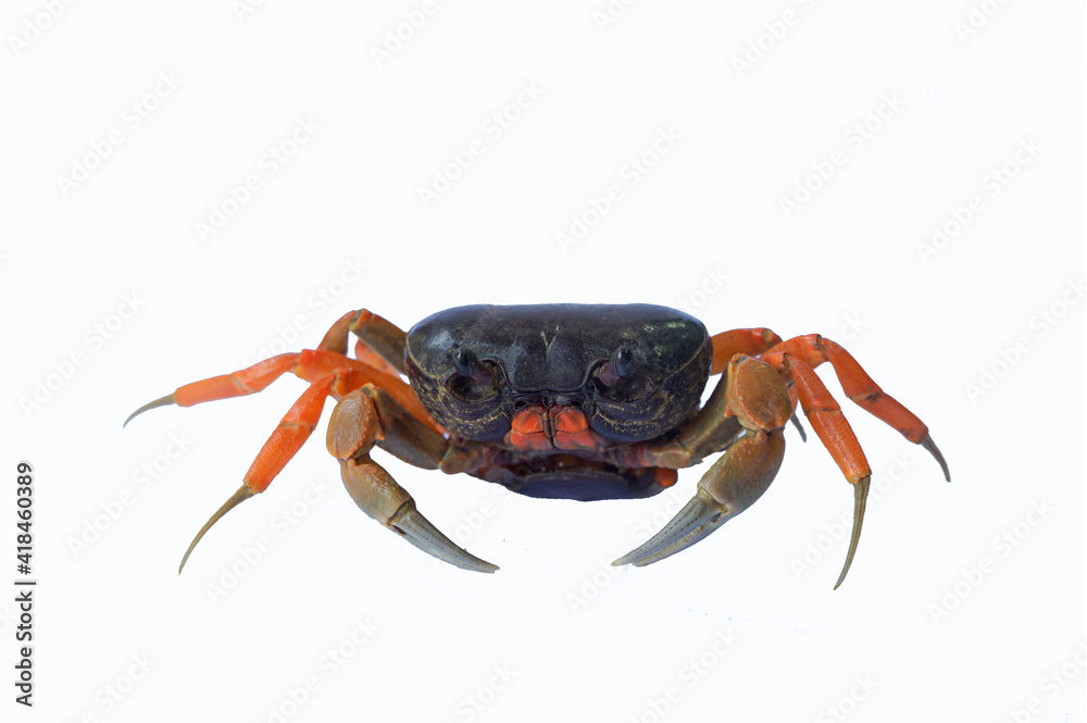 Fresh crab isolated on white background