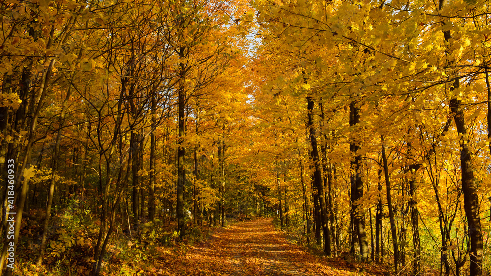 Obraz premium Autumn on the road less traveled