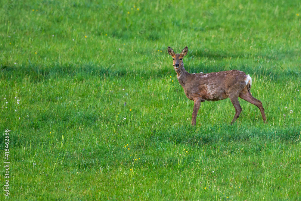 Reh (Capreolus capreolus)