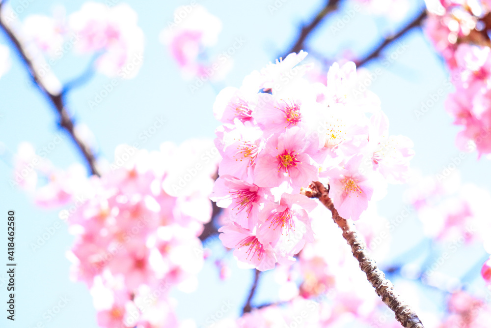 さくら ピンク サクラ 桜 花見 淡い 春 美しい かわいい 入学 卒業 新生活 さくら ピンク サクラ 桜 花見 淡い 春 美しい かわいい 入学 卒業 新生活