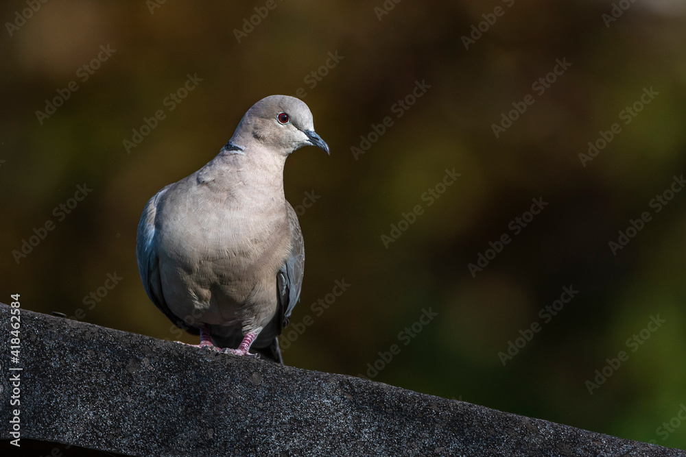 Türkentaube (Streptopelia decaocto) Türkentaube (Streptopelia decaocto)