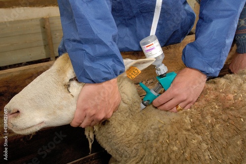 Vaccination mouton par un vétérinaire contre la fièvre catarrhale ovine (FCO) dans un couloir de contention