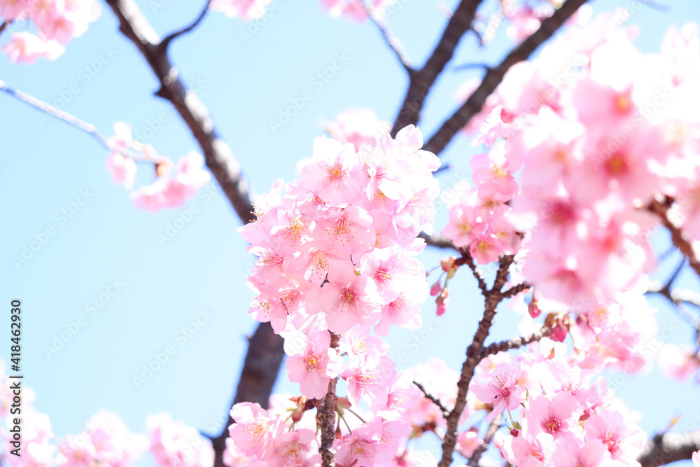 桜 花見 淡い サクラ さくら きれい ピンク かわいい 入学 卒業 新生活 春