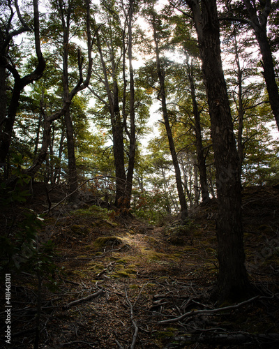 A green and beautiful forest in Torres del Paine National Park in Chile