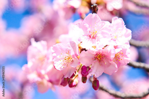 さくら 美しい 幻想的 きれい サクラ 桜 淡い ピンク 花見 入学 卒業 新生活
