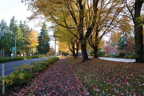 Amazing scenery of yellow maple trees in Bellevue, Washington, USA.