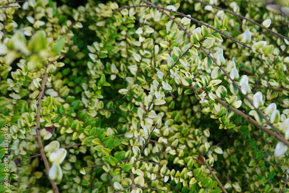 Close-up the Creeping Snowberry (Gaultheria hispidula). Close-up the Creeping Snowberry (Gaultheria hispidula).
