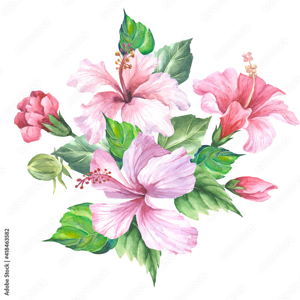 pink hibiscus flower.watercolor
