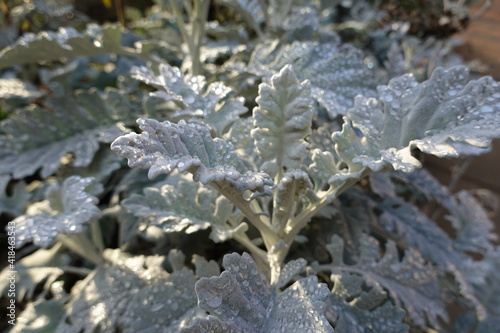 The dusty miller plant (Senecio cineraria) is an interesting landscape addition, grown for its silvery-gray foliage.