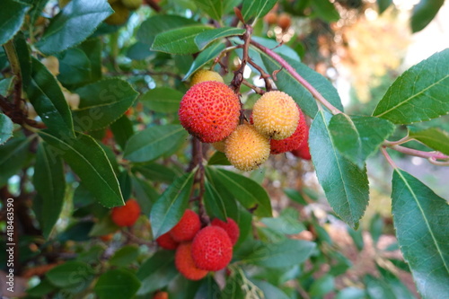 Strawberry Tree is an almost fault-free evergreen ornamental with year-round interest.
