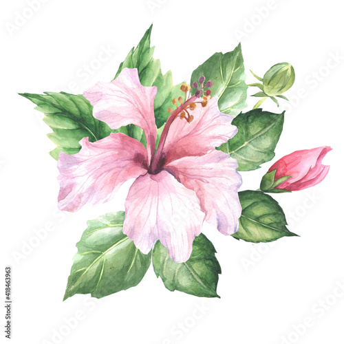 pink hibiscus.watercolor flowers