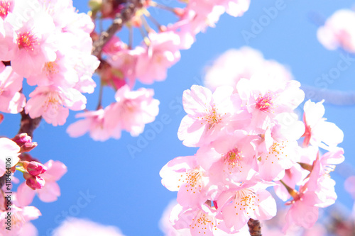 サクラ 満開 一輪 美しい きれい かわいい 入学 卒業 淡い さくら 桜 満開 春