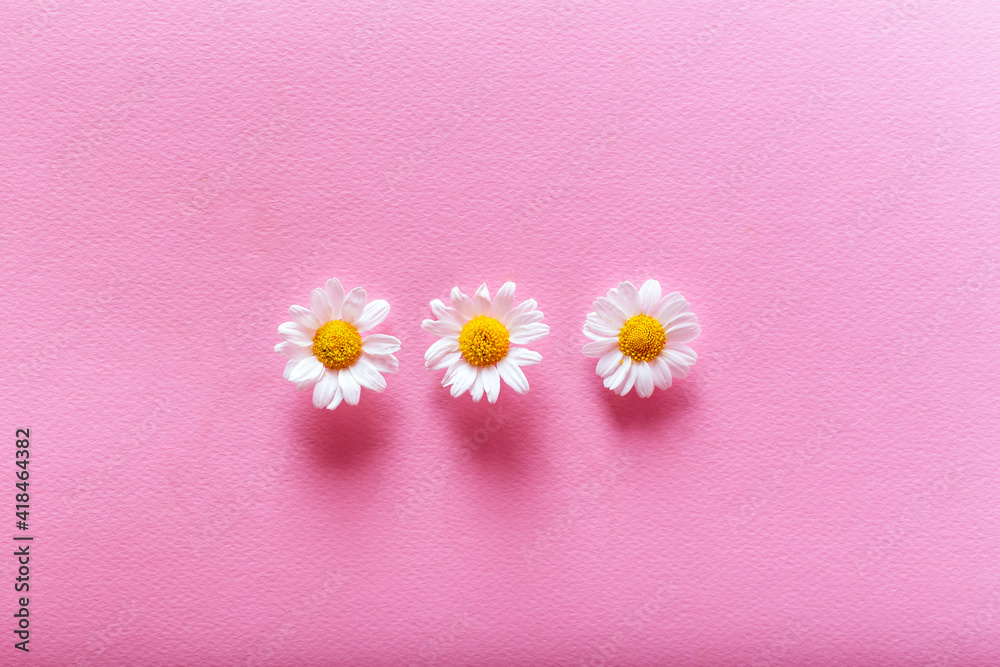 Obraz premium Three camomiles on the pink background. Flat lay spring and summer chamomile flowers on a pink background.