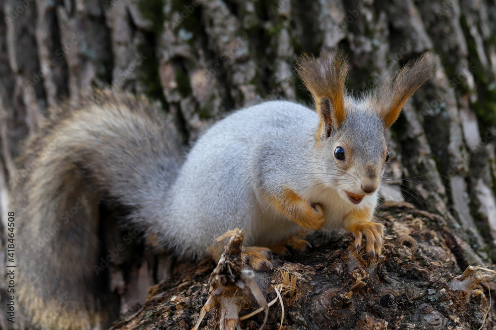 An Eurasian red squirrel in a gray winter coat sitting on a tree trunk with hazelnut in its mouth