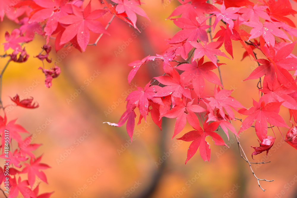 紅葉の背景 紅葉の背景