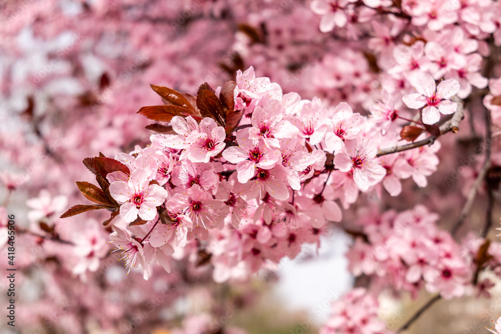 Fototapeta premium Cherry blossom, sakura flowers in a park in Madrid