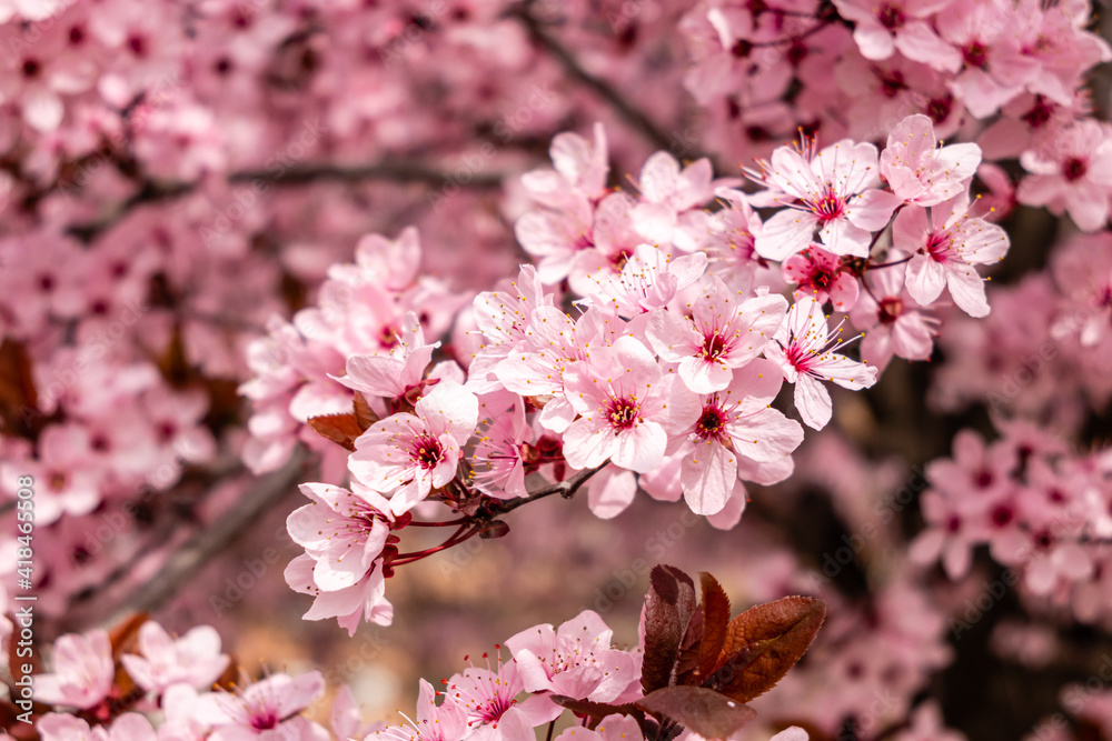 Cherry blossom, sakura flowers in a park in Madrid