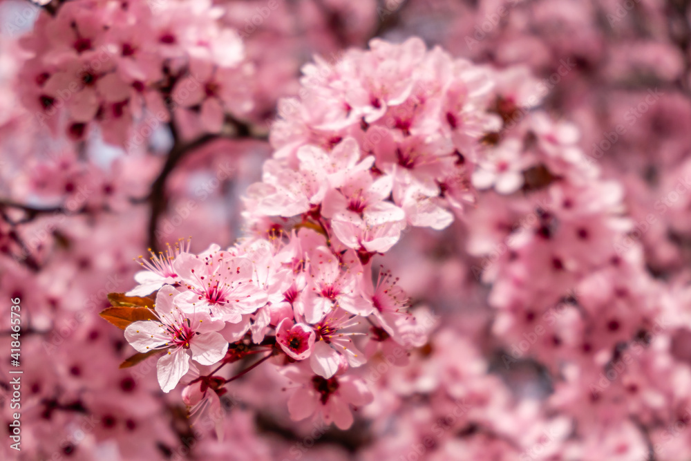 Cherry blossom, sakura flowers in a park in Madrid Cherry blossom, sakura flowers in a park in Madrid