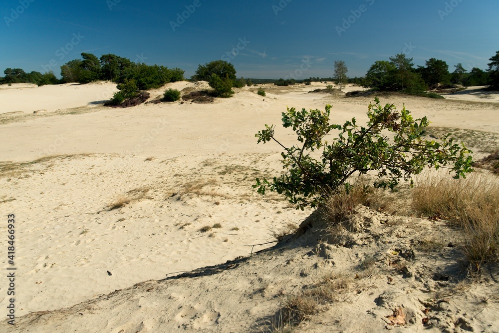 Kootwijk Netherlands - 18 September 2020 - Sand dunes in nature reserve Kootwijkerzand in the Netherlands